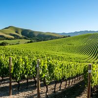 Zinfandel, la vedette du style californien