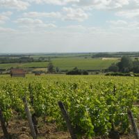 Tout savoir sur l'AOC Menetou Salon