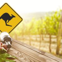 Escale en Australie, à la découverte de la Shiraz !