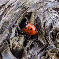 La biodynamie, c’est quoi ?