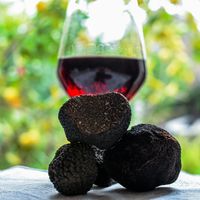 Quel vin avec la truffe ?
