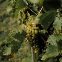 Comment choisir un vin bio certifié ? AB, biodynamie, HVE, vin naturel : décryptage des labels