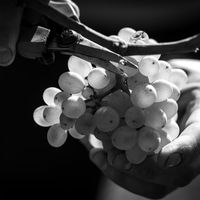 Vin de France, un parti pris de vin d'auteur