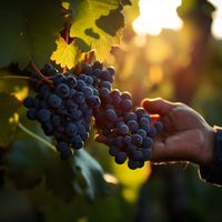 Vin bio, vin biodynamique, vin naturel Quelles différences ?