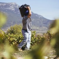 La Rioja, l'un des vignobles les plus réputés d'Espagne