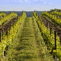 Tout savoir sur l’AOC Bourgueil