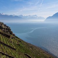 Vin suisse, un trésor méconnu