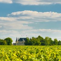 Focus sur les vins de l'appellation Margaux