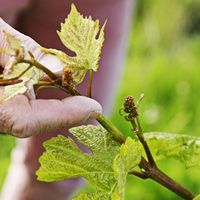 Le Domaine Gauby, le Pétrus du Languedoc !