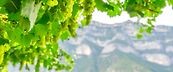 vignoble savoie