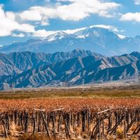 Comprendre les appellations des vins d'Amérique du Sud