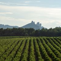 Tout savoir sur le Gigondas