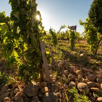 Comprendre vin et terroir