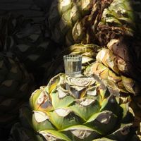 Comment est fait le mezcal ?