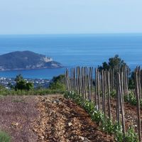 PAROLES DE VIGNERON : Guillaume Tari, Domaine de la Bégude