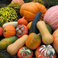 Quel vin avec des plats de courge, de potiron, de potimarron, de citrouille ou de butternut ?
