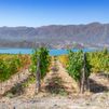 vignoble de mendoza, vignoble argentin, vignes argentine, vignes mendoza