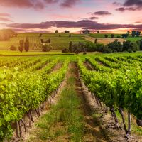 Les vins de Bordeaux ou le prestige d'un terroir