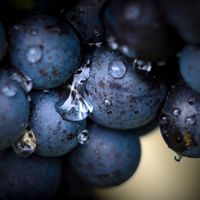 C&eacute;pages r&eacute;sistants, des vins innovants &agrave; d&eacute;couvrir irr&eacute;sistiblement