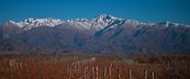 vin argentin