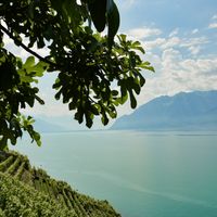 Vin suisse, un tr&eacute;sor m&eacute;connu