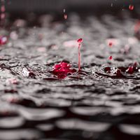 Comment fait-on du vin rouge ?