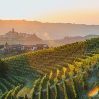 ZOOM REGION : Tout savoir sur l'appellation Barolo