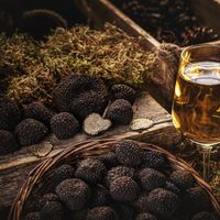 Quel vin avec la truffe ?