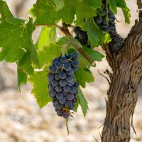 Vacqueyras ou Gigondas, quel vin rouge choisir ?